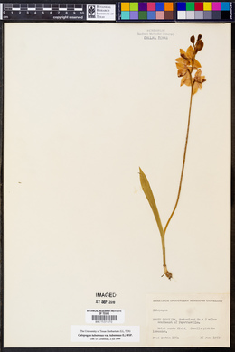 Calopogon tuberosus var. tuberosus image