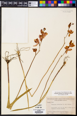 Calopogon tuberosus var. tuberosus image