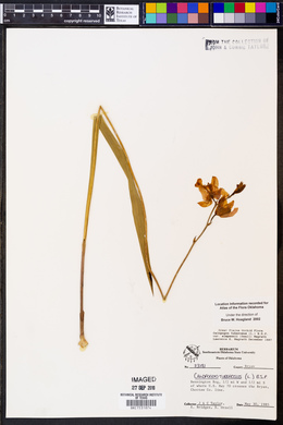 Calopogon tuberosus var. simpsonii image