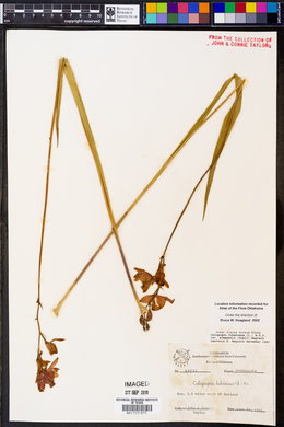Calopogon tuberosus var. simpsonii image