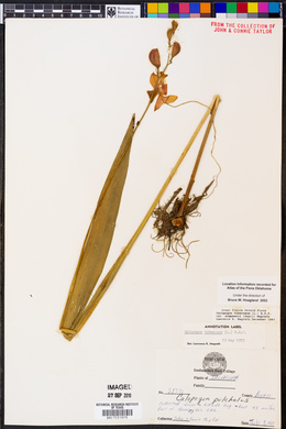 Calopogon tuberosus var. simpsonii image