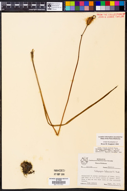 Calopogon tuberosus var. simpsonii image