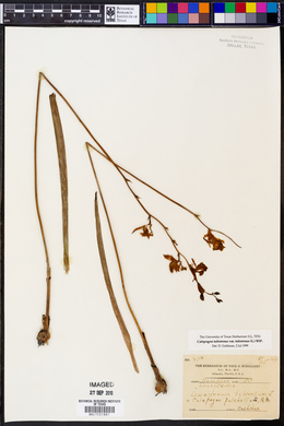Calopogon tuberosus var. tuberosus image