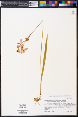 Calopogon tuberosus var. tuberosus image