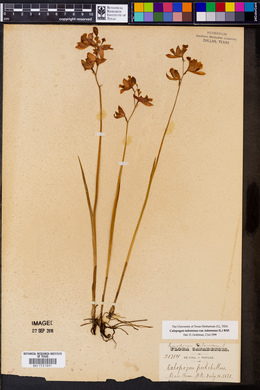 Calopogon tuberosus var. tuberosus image