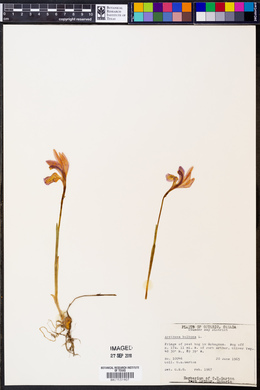 Arethusa bulbosa image