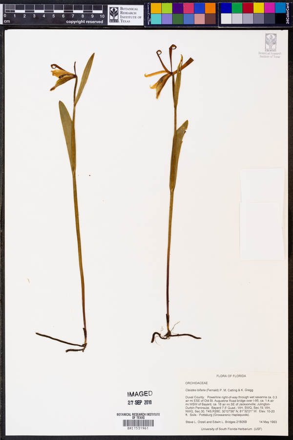 Cleistesiopsis bifaria image