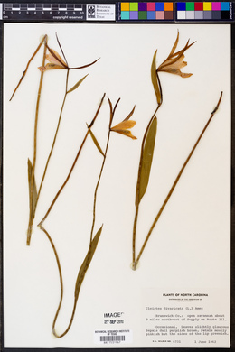 Cleistesiopsis divaricata image