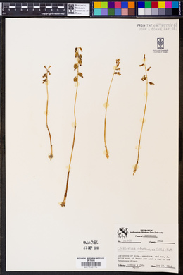 Corallorhiza odontorhiza image