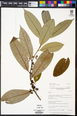 Image of Lindera latifolia