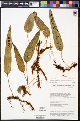Image of Selliguea majoensis