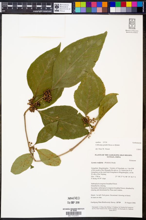 Callicarpa giraldii image