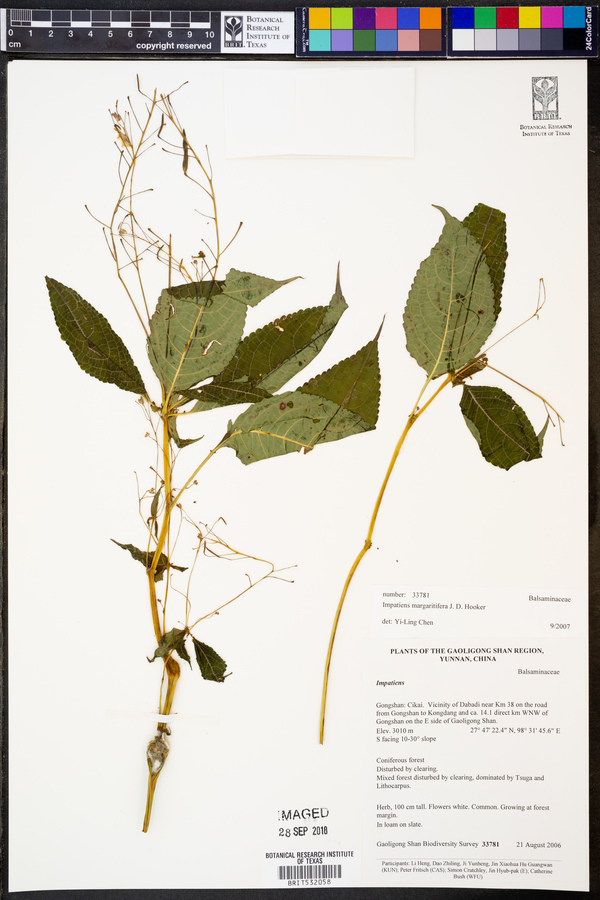 Impatiens margaritifera image