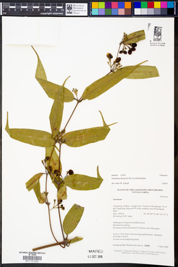 Jasminum duclouxii image