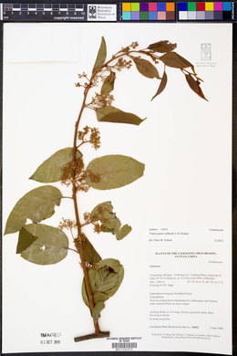 Tripterygium wilfordii image