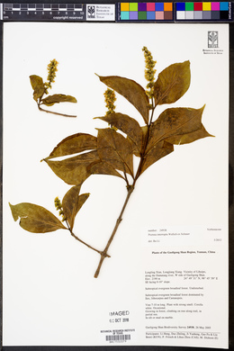 Premna interrupta image