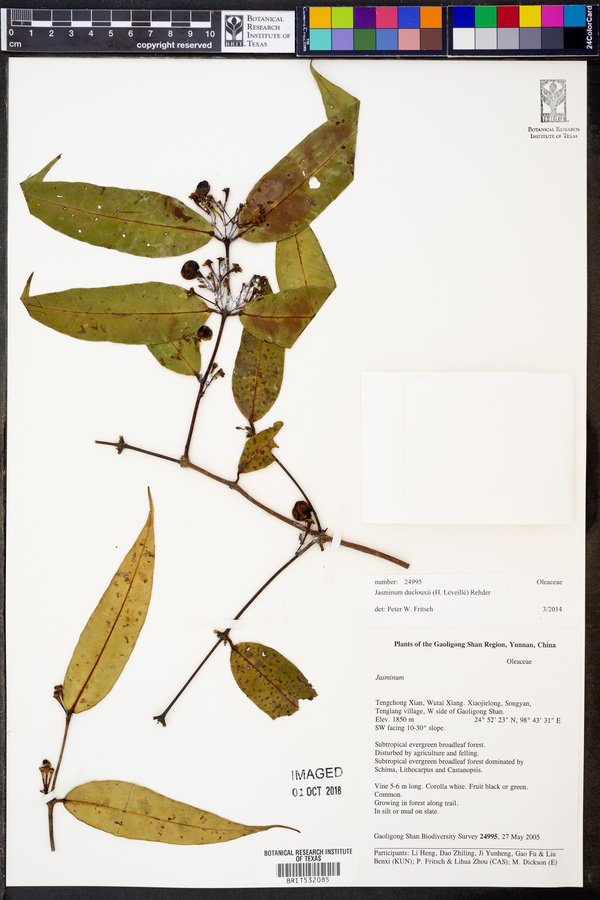 Jasminum duclouxii image