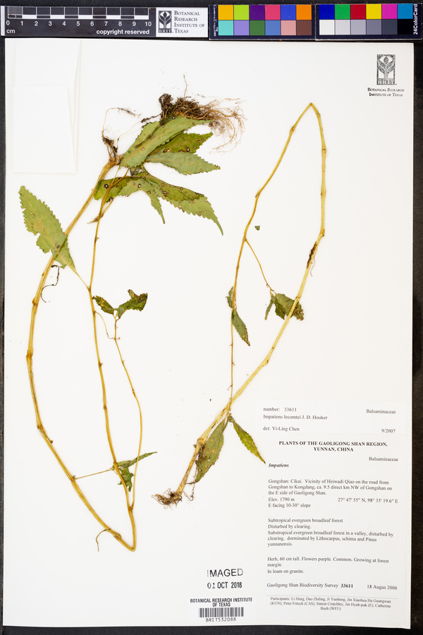 Impatiens lecomtei image