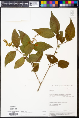 Ligustrum confusum image