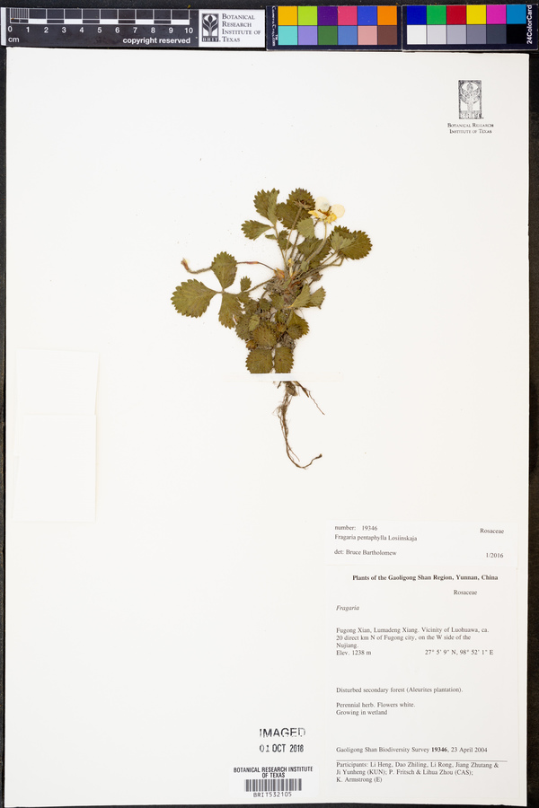 Fragaria pentaphylla image