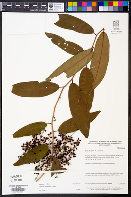 Image of Embelia floribunda