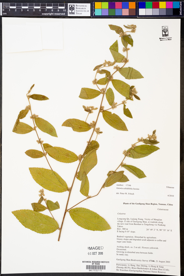 Grewia celtidifolia image