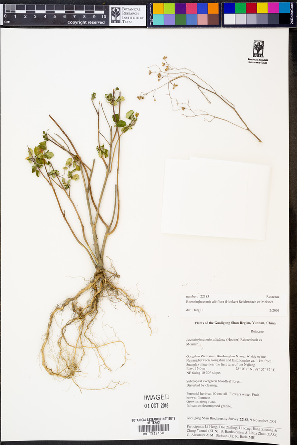 Boenninghausenia albiflora image