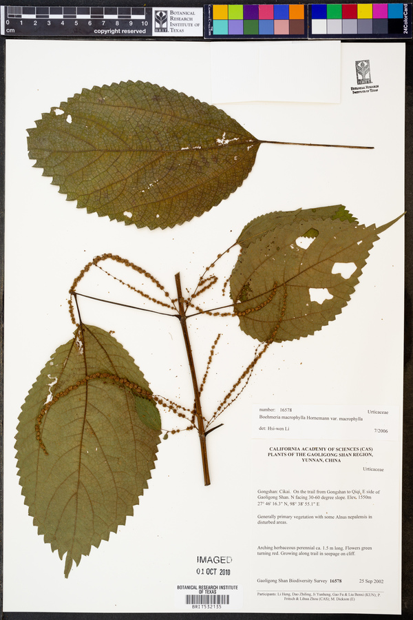 Boehmeria macrophylla var. macrophylla image