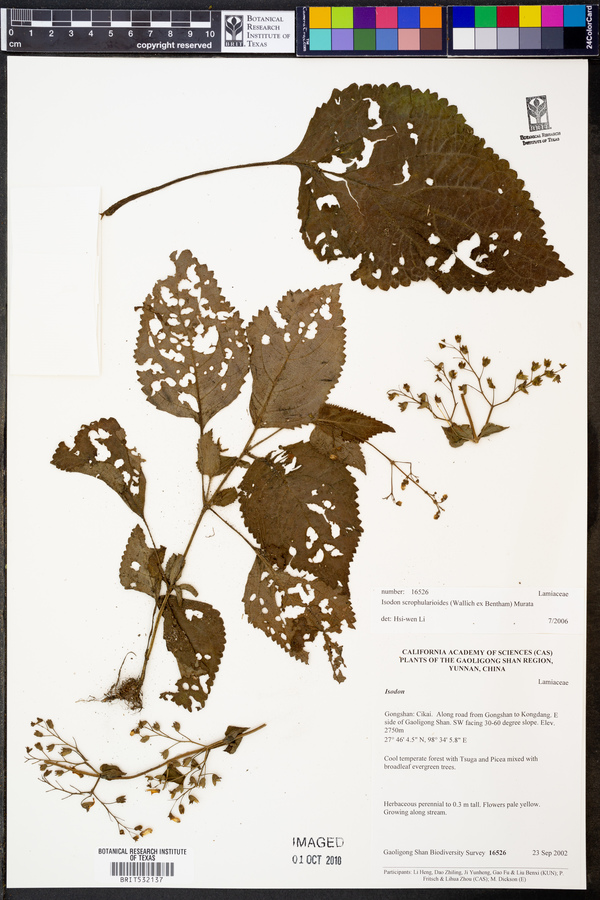 Isodon scrophularioides image