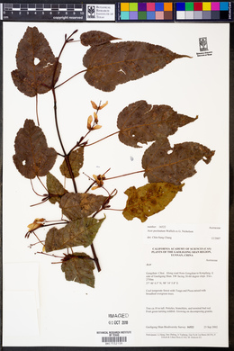 Acer pectinatum image