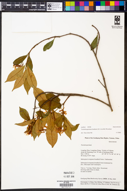 Image of Trachelospermum bodinieri