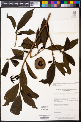 Fosbergia shweliensis image
