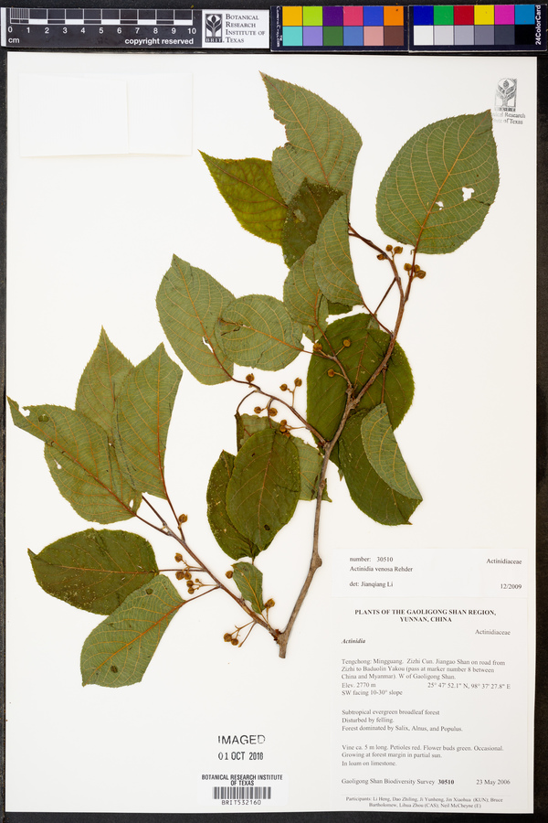 Actinidia venosa image