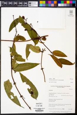 Jasminum duclouxii image