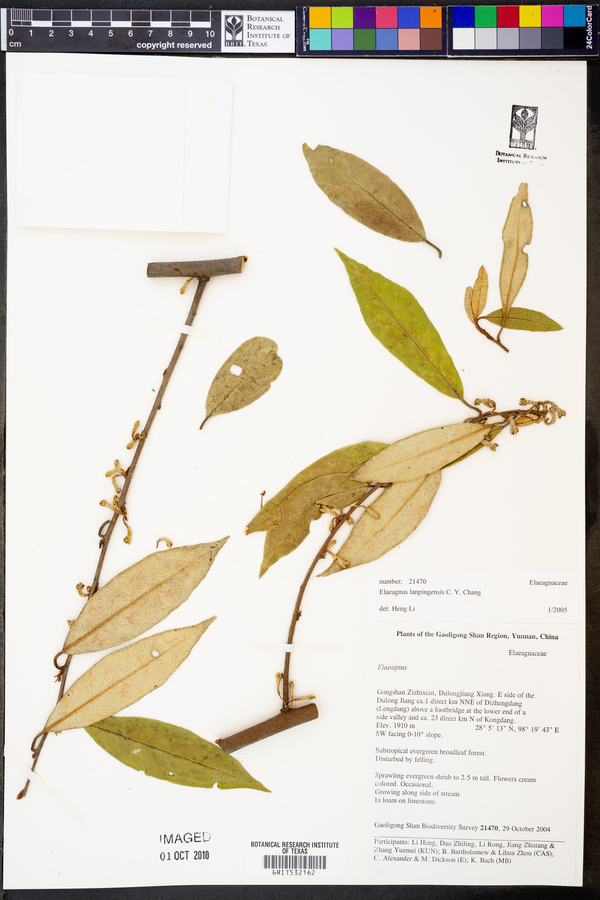 Elaeagnus lanpingensis image