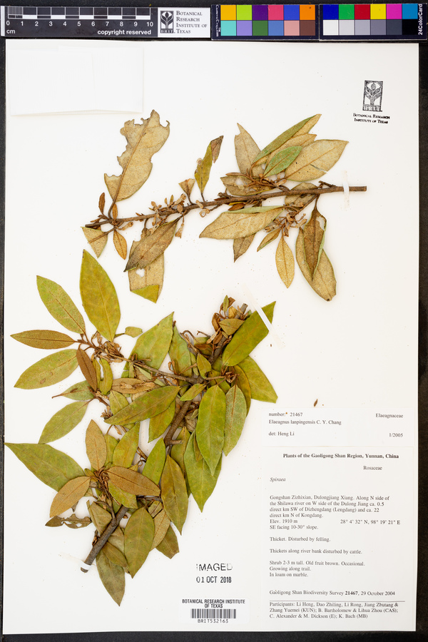 Elaeagnus lanpingensis image