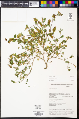 Smithia ciliata image