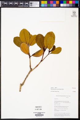 Rhododendron stewartianum image