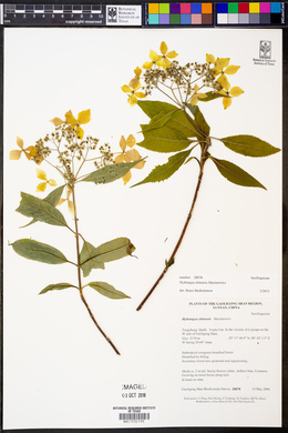 Hydrangea chinensis image