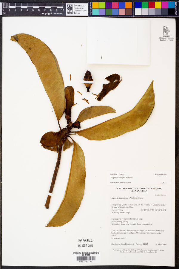 Magnolia insignis image