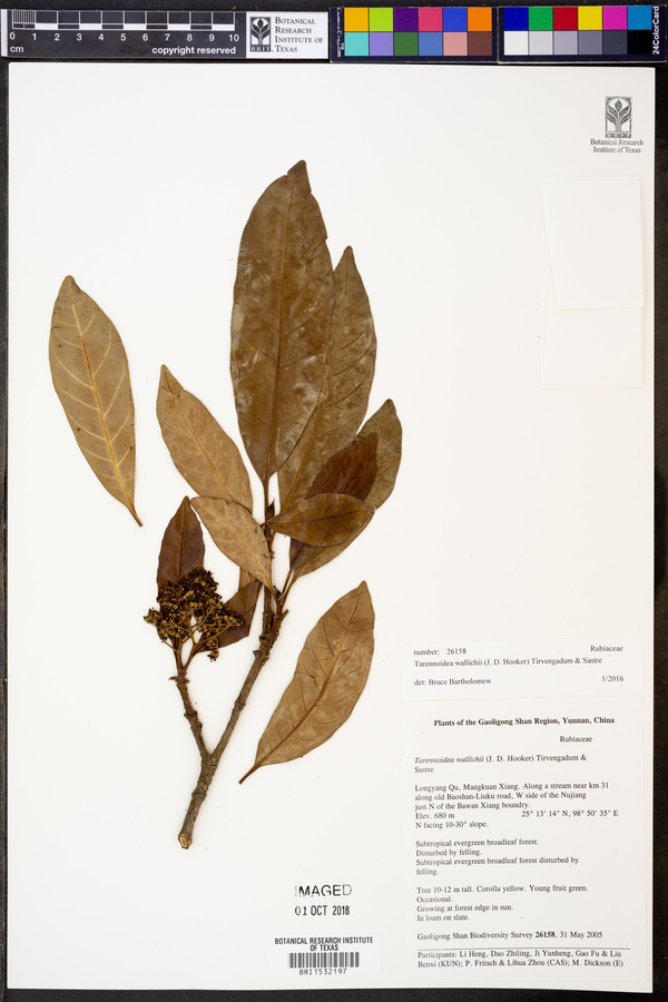 Tarennoidea wallichii image