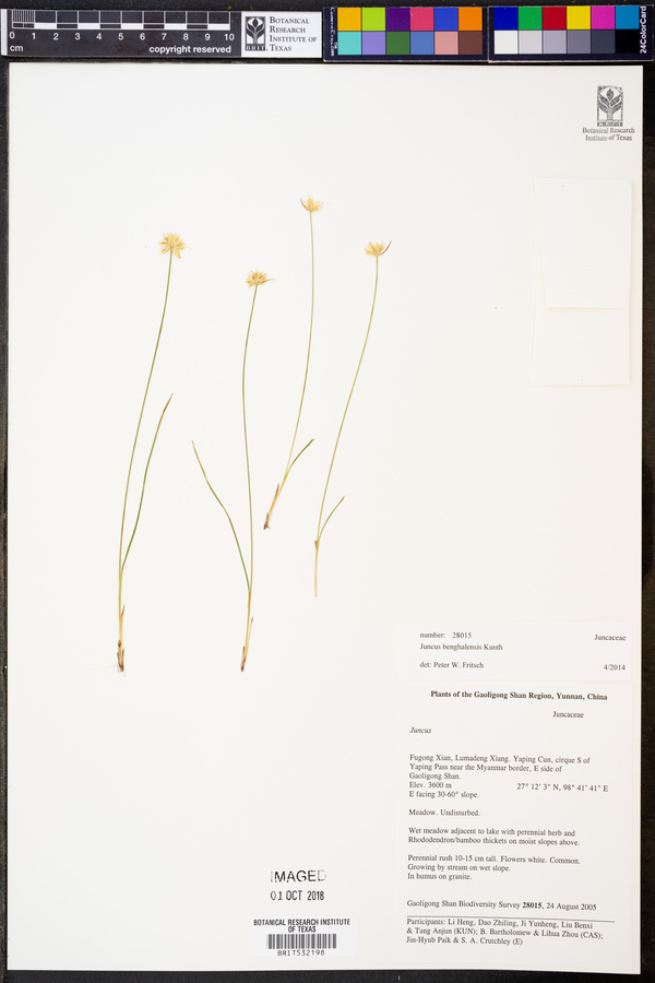 Juncus benghalensis image
