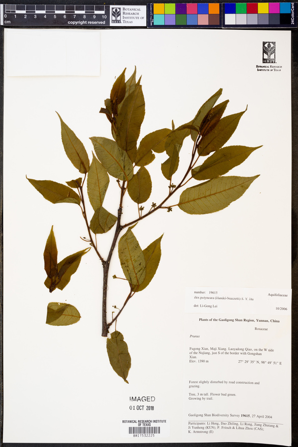 Ilex polyneura image