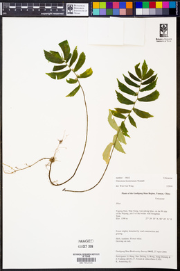 Image of Elatostema hookerianum