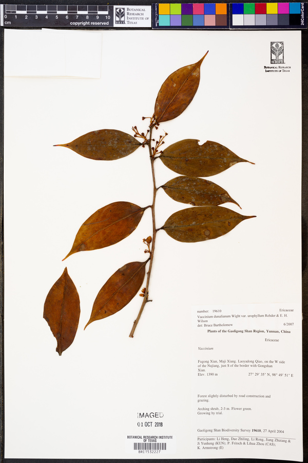 Vaccinium dunalianum var. urophyllum image