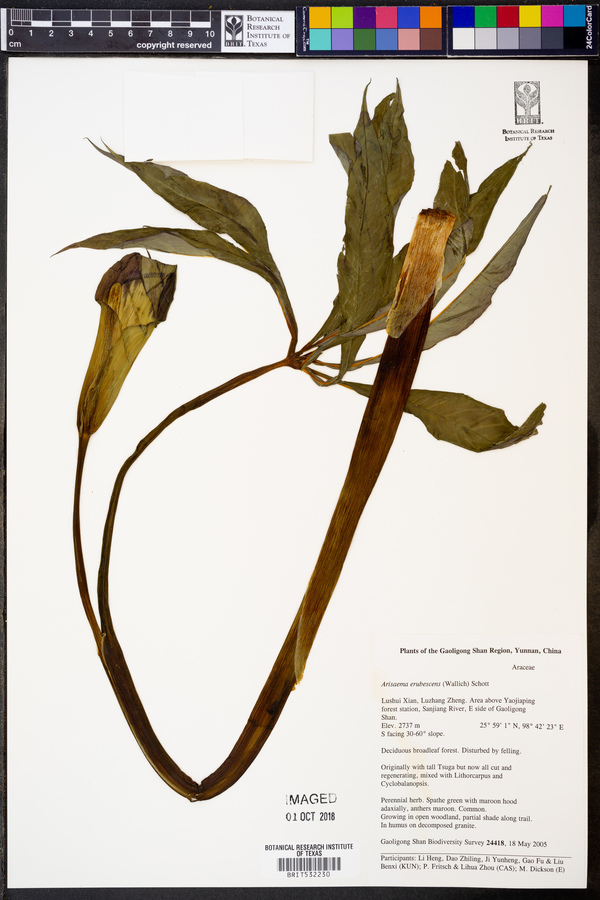 Arisaema erubescens image