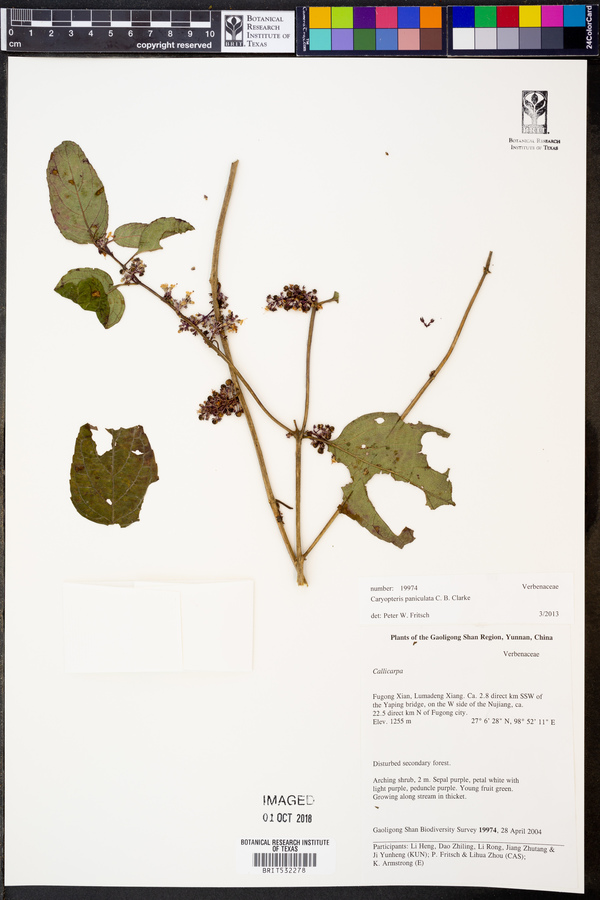 Caryopteris paniculata image