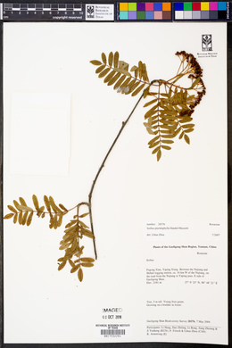 Image of Sorbus glomerulata