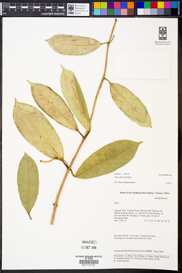 Hoya fusca image