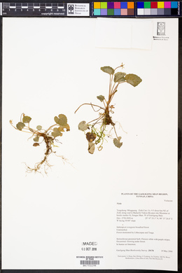 Image Associated With the Occurence